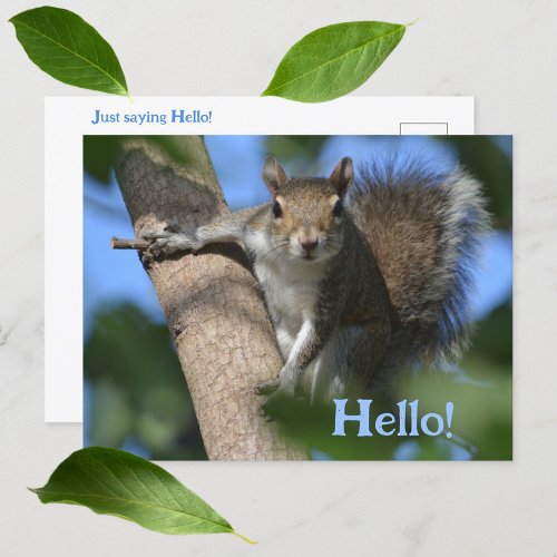 Squirrel in Tree Watching You Photographic Postcard