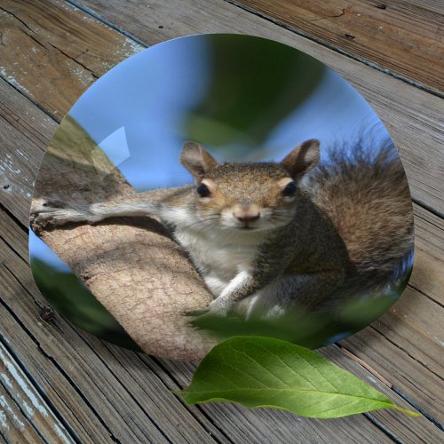 Squirrel in Tree Watching You Photography Glass Paperweight