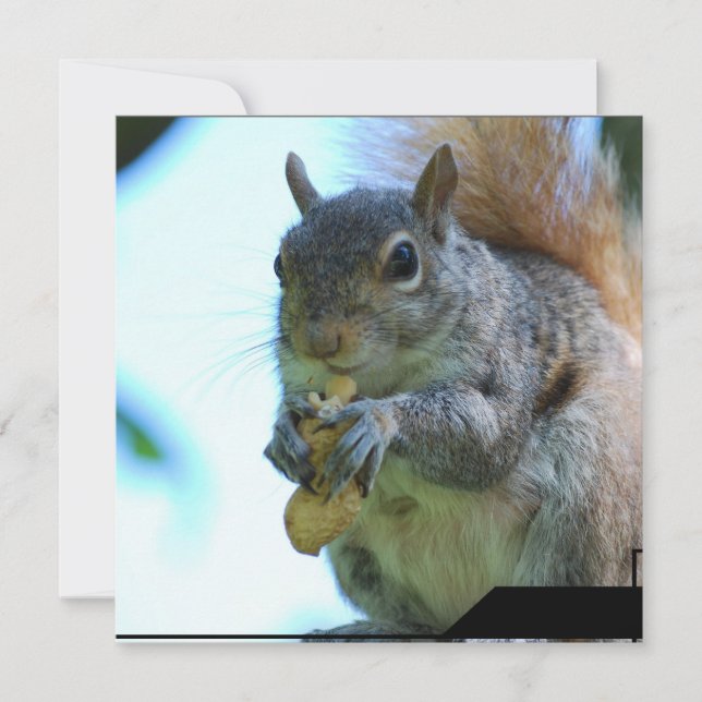 Squirrel Invitations (Front)