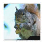 Squirrel Invitations
