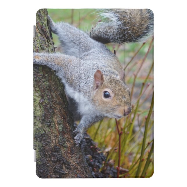 Squirrel iPad case (Front)