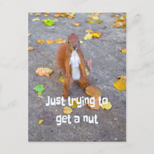 squirrel Just trying to get a nut Postcard