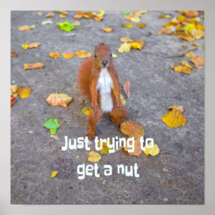 squirrel Just trying to get a nut Poster