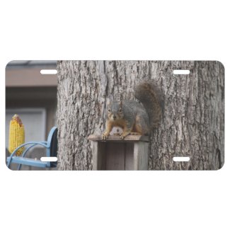Squirrel License Plate