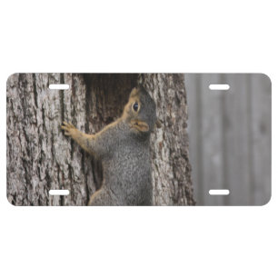 Squirrel License Plates