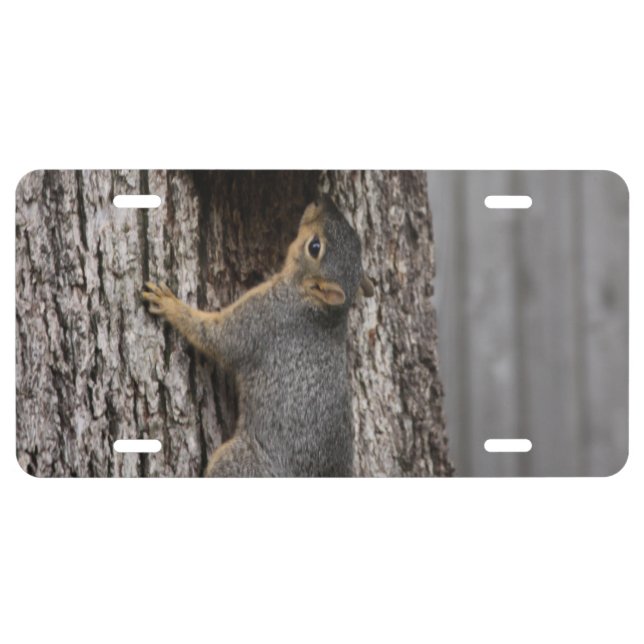 Squirrel License Plates (Front)