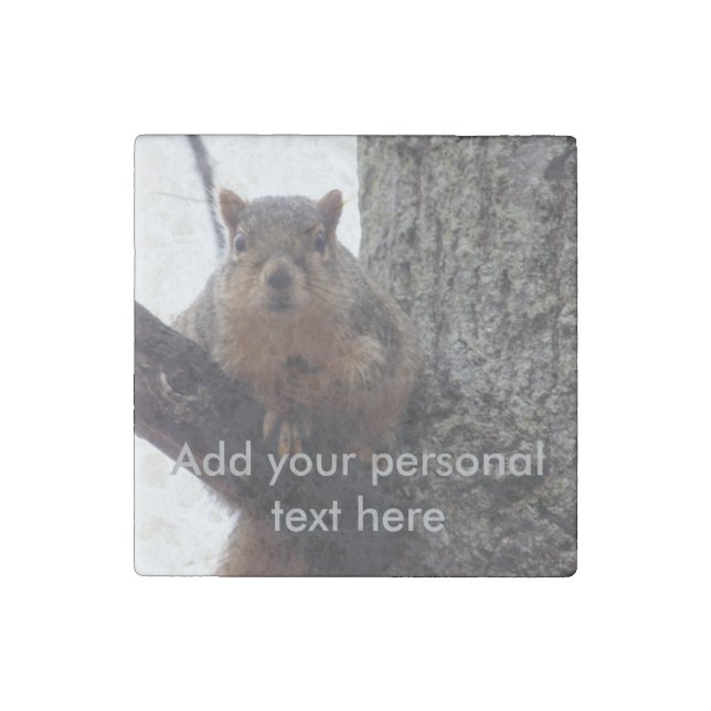 Squirrel looking at your marble magnets (Front)