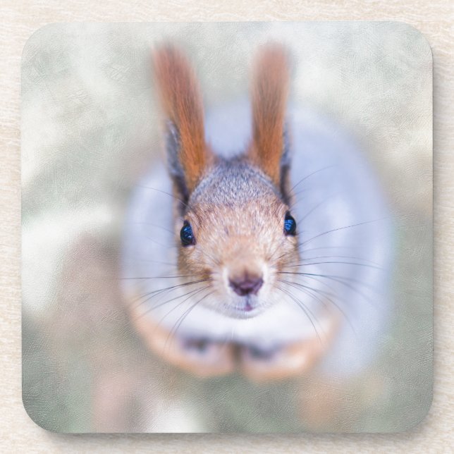 Squirrel looks at you from the bottom up beverage coaster (Front)
