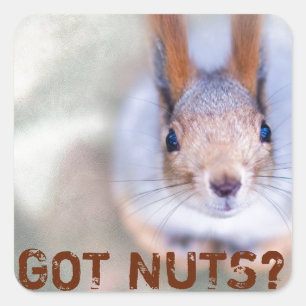 Squirrel looks at you square sticker