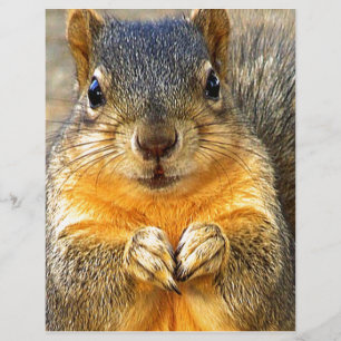 Squirrel Love_