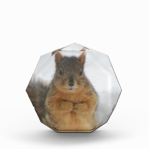Squirrel Love Acrylic Award