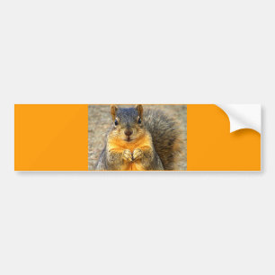 Squirrel Love_ Bumper Sticker