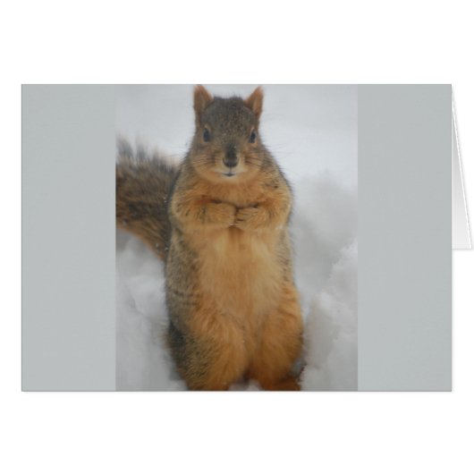 Squirrel Love Cards (Front Horizontal)