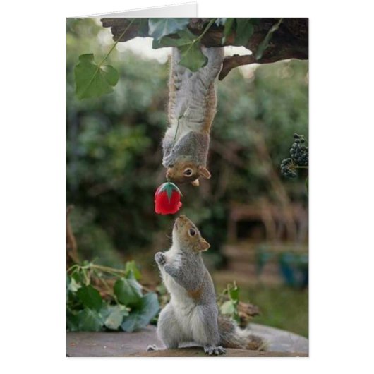 Squirrel Love Cards (Front)