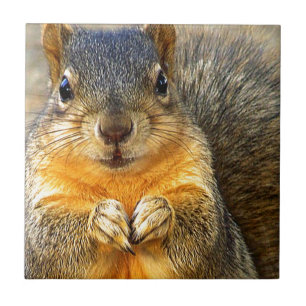 Squirrel Love_ Ceramic Tile
