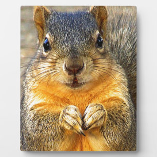 Squirrel Love_ Plaque