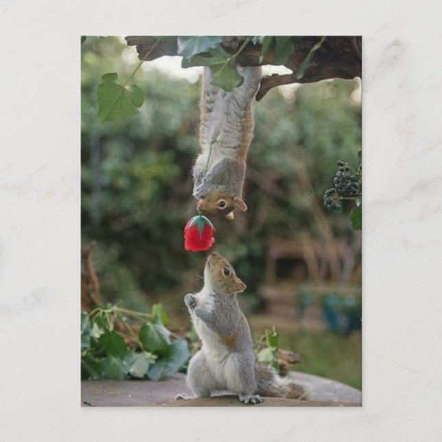 Squirrel Love Postcard (Front)