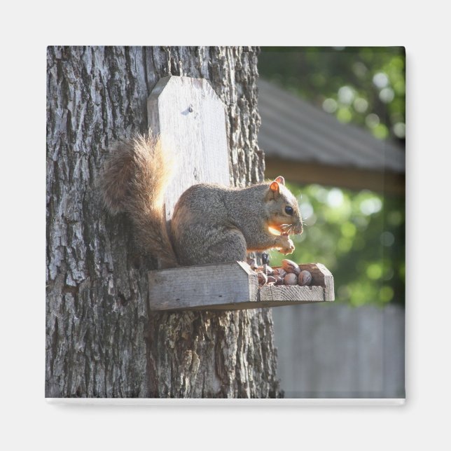 Squirrel Magnet (Front)