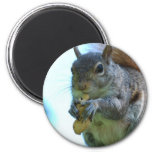 Squirrel Magnet