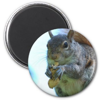 Squirrel Magnet by WildlifeAnimals at Zazzle