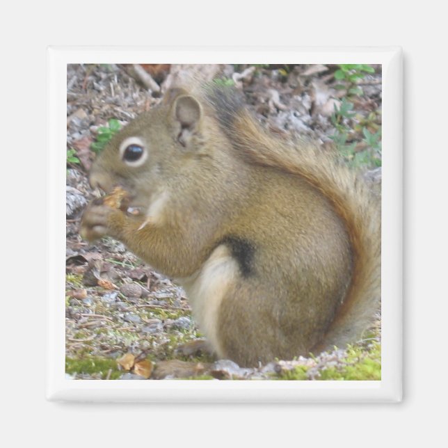 Squirrel Magnet (Front)