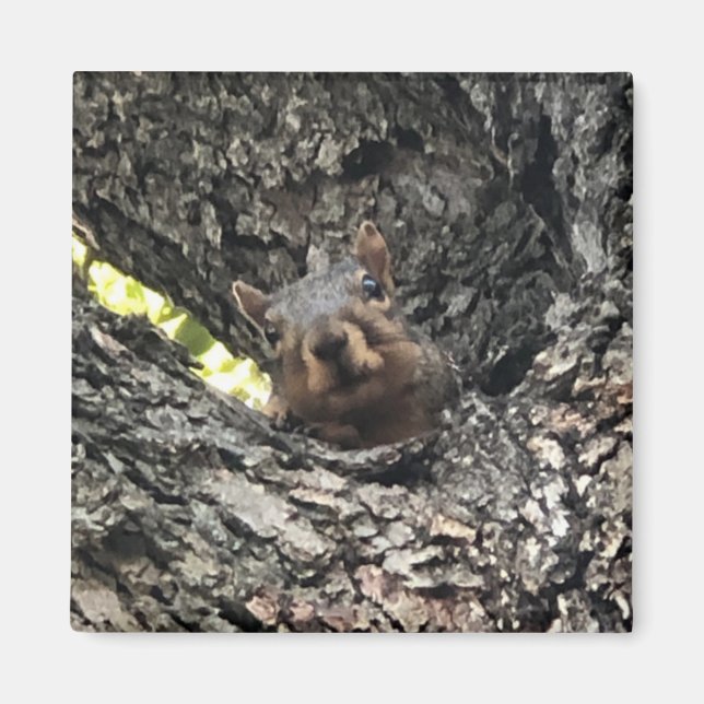 Squirrel Magnet (Front)