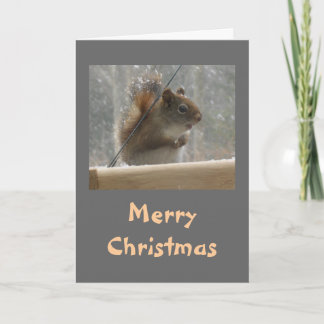 Squirrel Merry Christmas Holiday Card