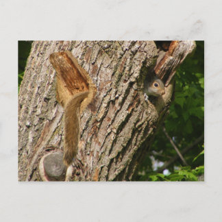 Squirrel mix ~ postcard