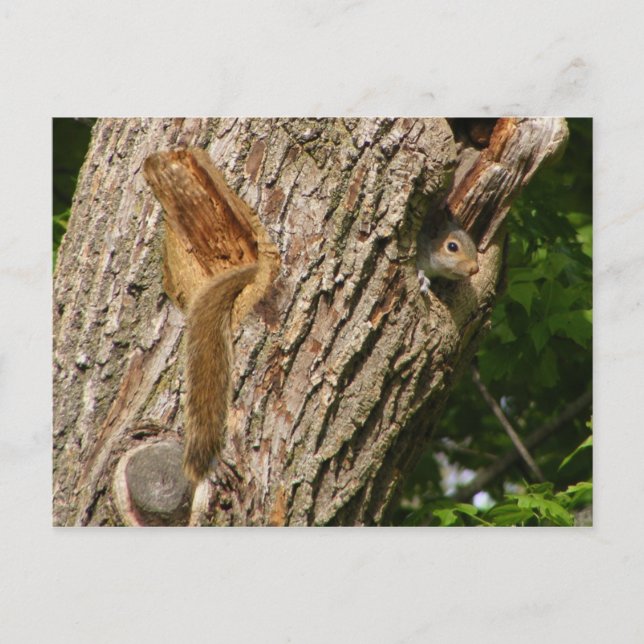 Squirrel mix ~ postcard (Front)