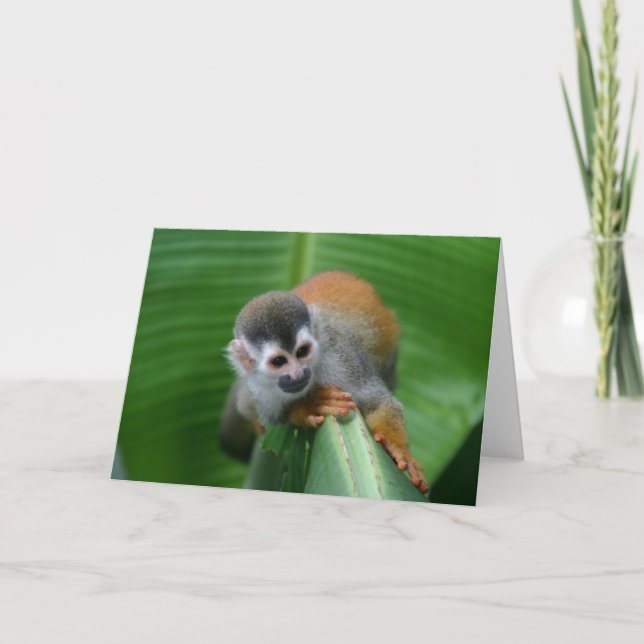 Squirrel Monkey Costa Rica Card (Front)