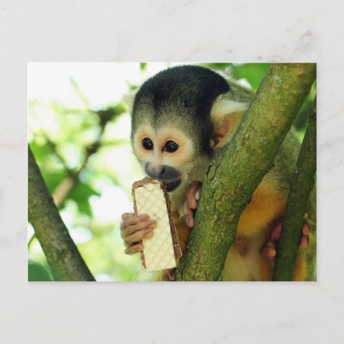Squirrel Monkey Eating a Wafer Biscuit Postcard