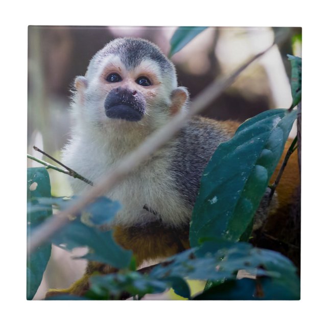Squirrel monkey in Manuel Antonio NP - Costa Rica Ceramic Tile (Front)