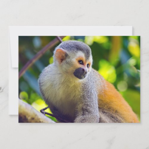 Squirrel monkey in Manuel Antonio NP _ Costa Rica Invitation