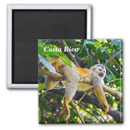 Squirrel monkey in Manuel Antonio NP _ Costa Rica Magnet