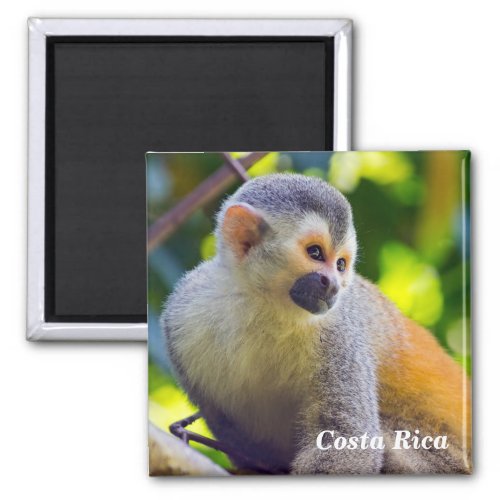 Squirrel monkey in Manuel Antonio NP _ Costa Rica Magnet