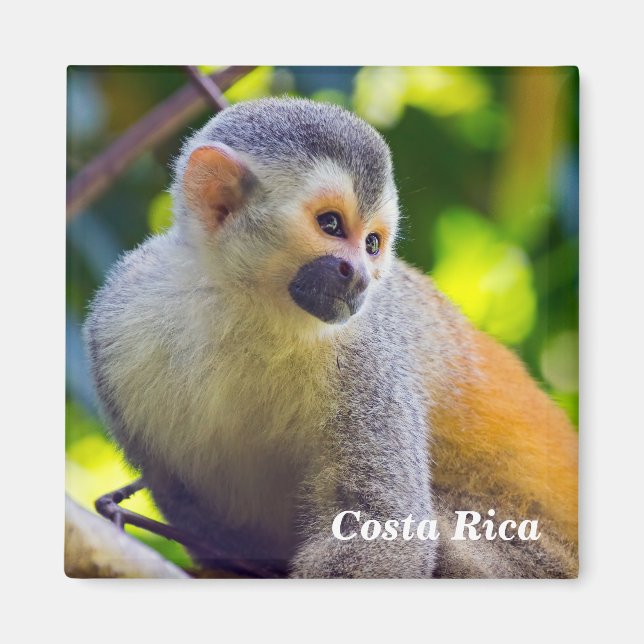 Squirrel monkey in Manuel Antonio NP - Costa Rica Magnet (Front)