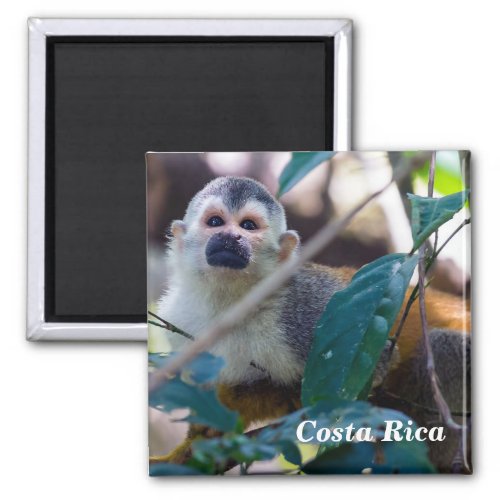 Squirrel monkey in Manuel Antonio NP _ Costa Rica Magnet