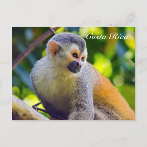 Squirrel monkey in Manuel Antonio NP _ Costa Rica Postcard