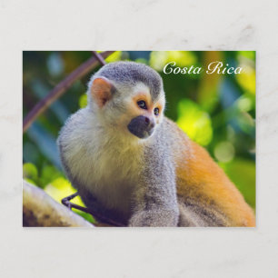 Squirrel monkey in Manuel Antonio NP - Costa Rica Postcard