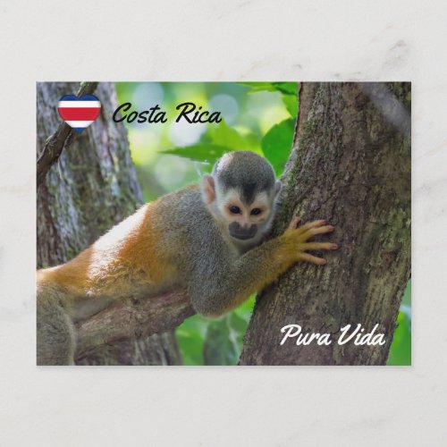 Squirrel monkey in Manuel Antonio NP _ Costa Rica Postcard