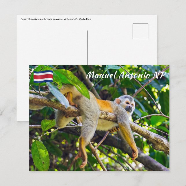 Squirrel monkey in Manuel Antonio NP - Costa Rica Postcard (Front/Back)