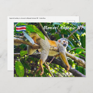 Squirrel monkey in Manuel Antonio NP - Costa Rica Postcard