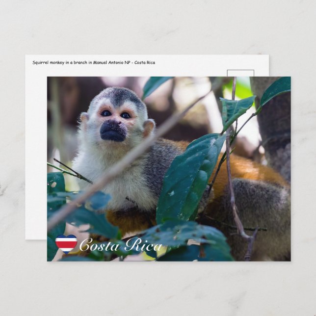 Squirrel monkey in Manuel Antonio NP - Costa Rica Postcard (Front/Back)