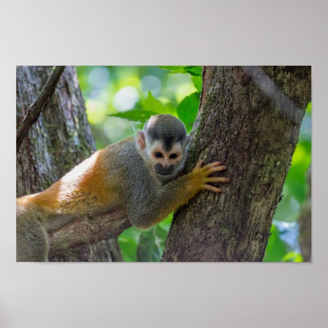 Squirrel monkey in Manuel Antonio NP - Costa Rica Poster (Front)