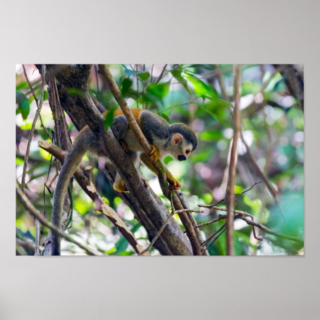 Squirrel monkey in Manuel Antonio NP - Costa Rica Poster (Front)