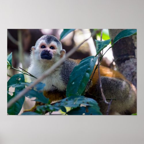 Squirrel monkey in Manuel Antonio NP _ Costa Rica Poster