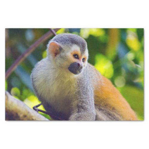 Squirrel monkey in Manuel Antonio NP _ Costa Rica  Tissue Paper