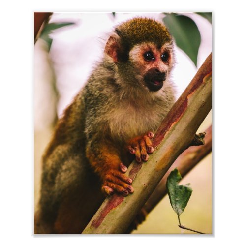 Squirrel Monkey Portrait Photo Print