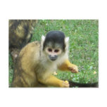 Squirrel Monkey Postcard