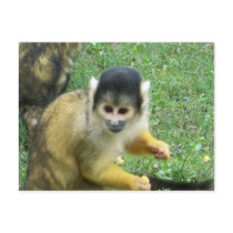 Squirrel Monkey Postcard